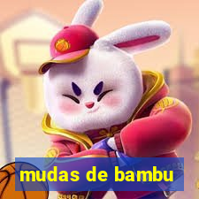 mudas de bambu